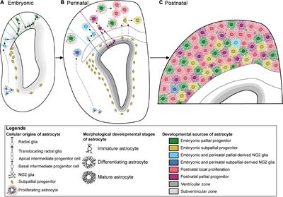 Astrocyte development in the cerebral cortex: Complexity of their origin, genesis, and maturation